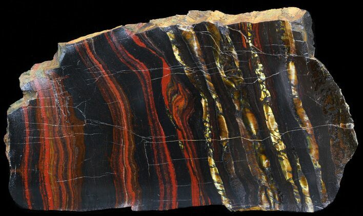 Polished Tiger Iron Stromatolite - ( Billion Years) #42569